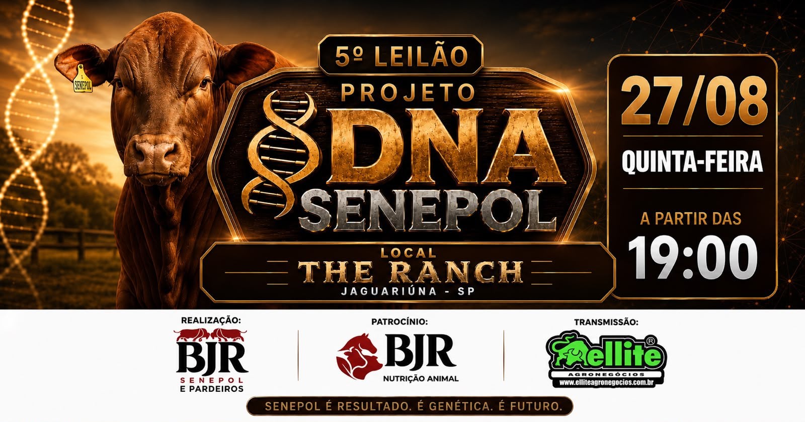 Projeto DNA Senepol promove 5o leilão e aposta em genética, dados e inteligência artificial para impulsionar a pecuária nacional - QTU Questões do Universo