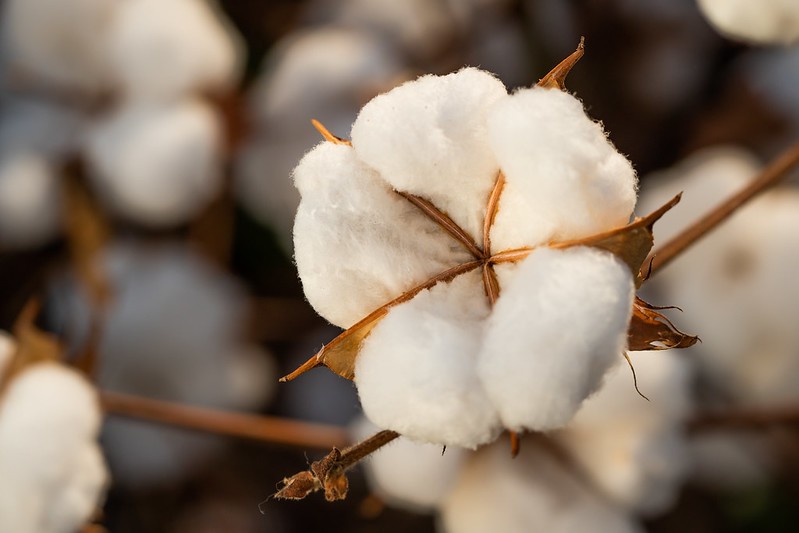 Pesquisa usa resíduos da agroindústria para produção de bioinseticidas