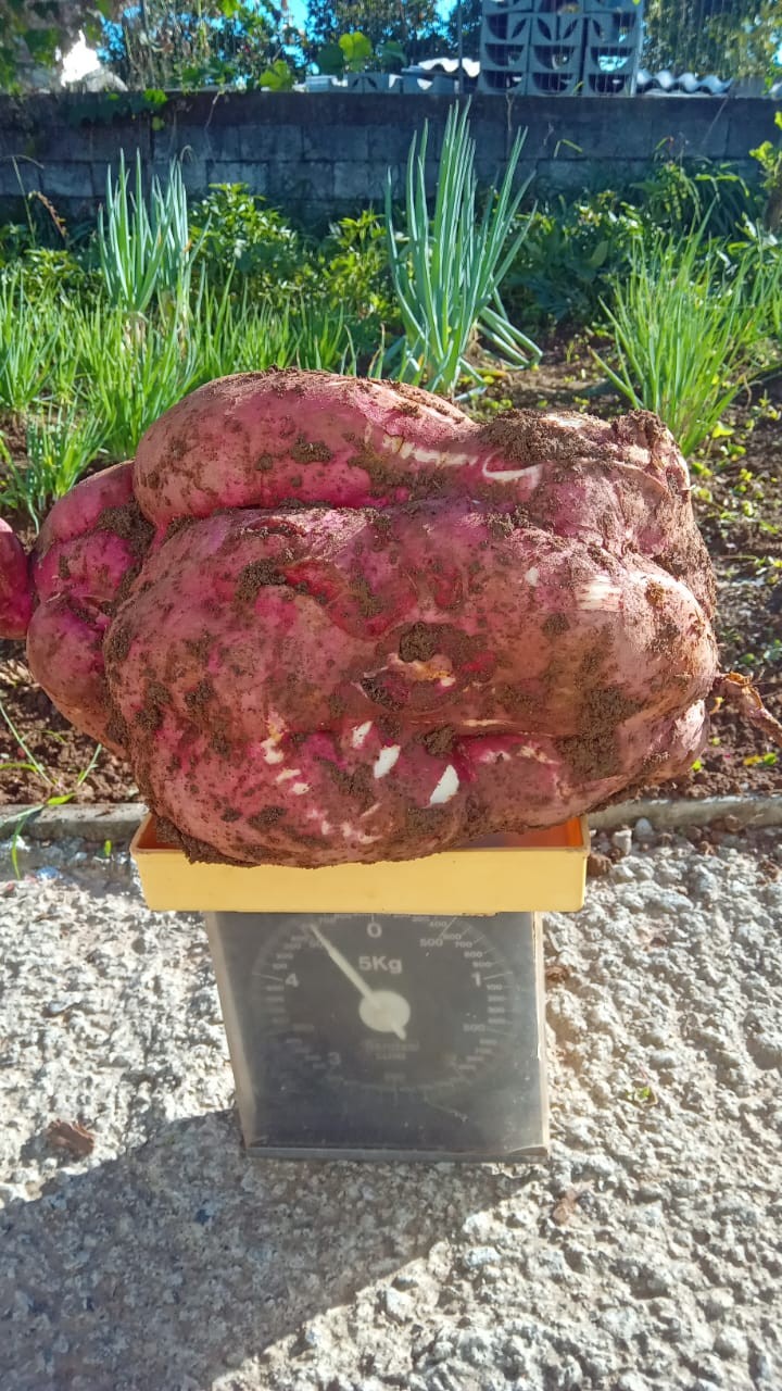 Batata-doce gigante rende almoço e até pão caseiro para família