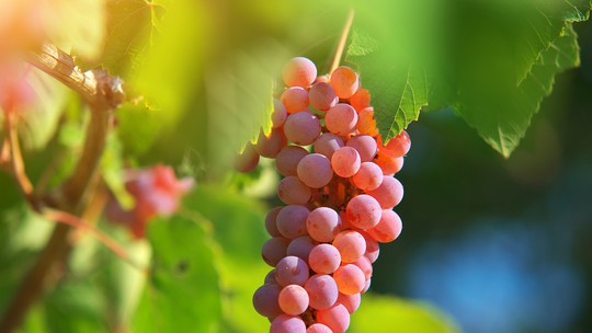 Processo 100% ecológico obtém corante natural a partir de resíduos da uva