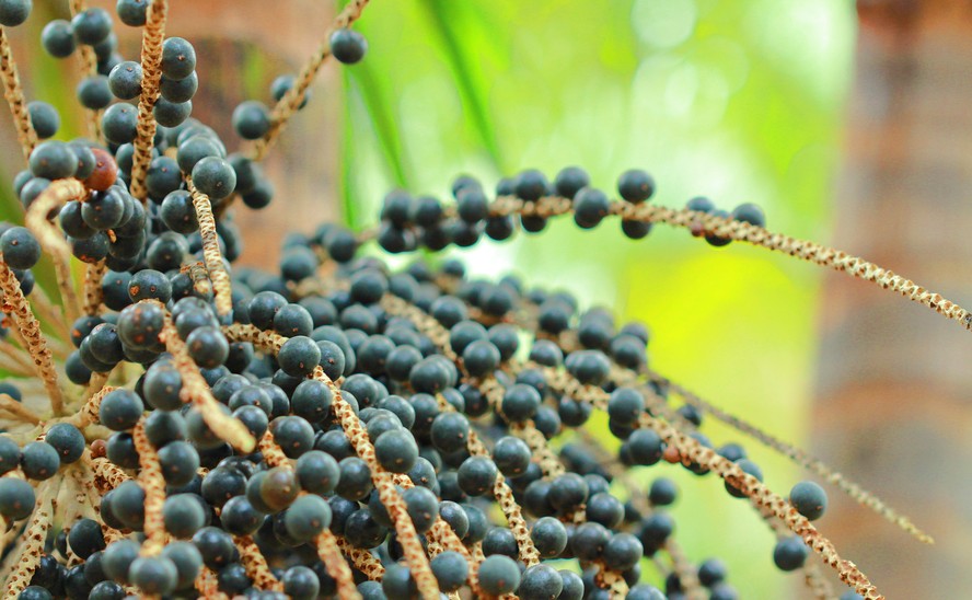 Primeira exportação da Bona Fruit aconteceu no ano passado, para a Austrália