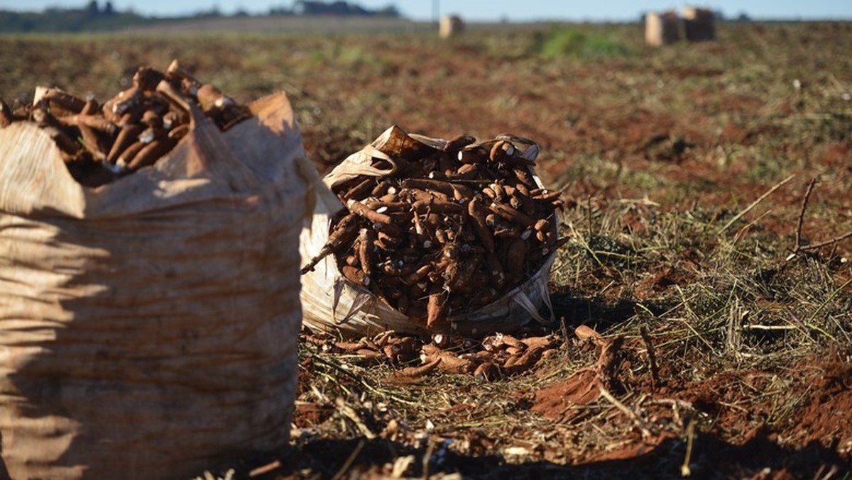 Preços da mandioca reagem após mais de dois meses de queda, diz Cepea