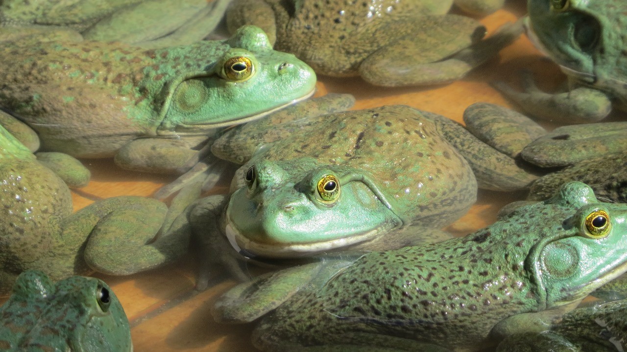 Carne de rã ganha espaço no Brasil, mas produção segue abaixo da demanda