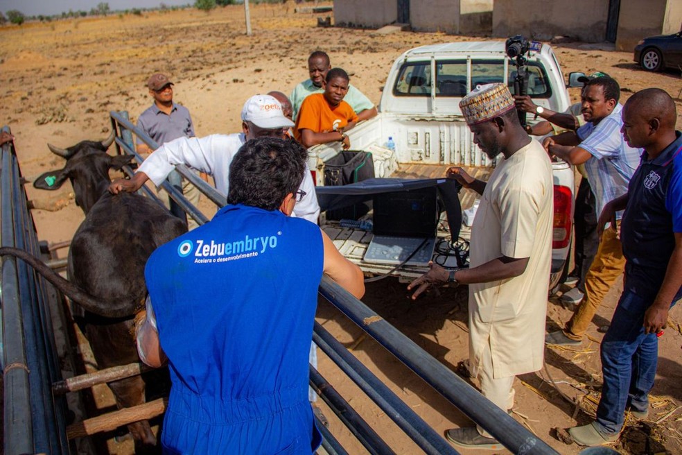 Empresa desenvolve projetos nos países importadores — Foto: Divulgação
