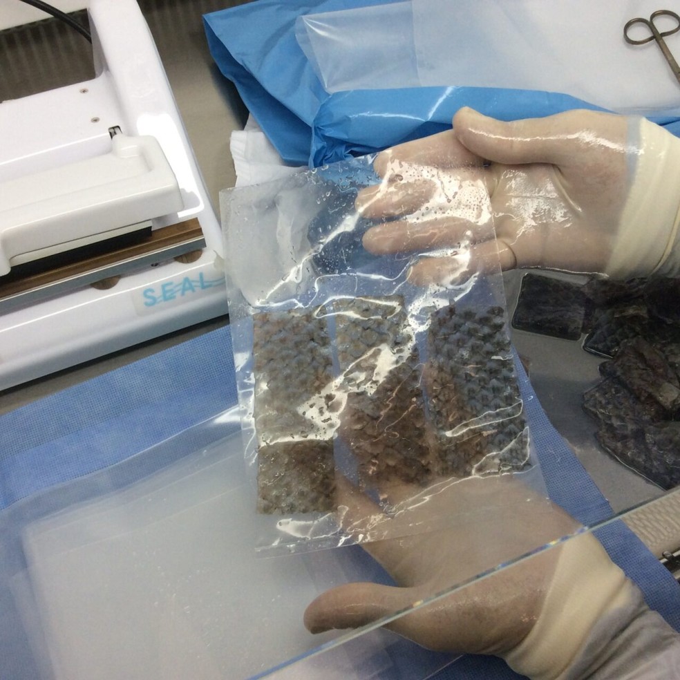 A pele de tilápia liofilizada é um produto desidratado, embalado a vácuo e radioesterilizado — Foto: UFC/Divulgação