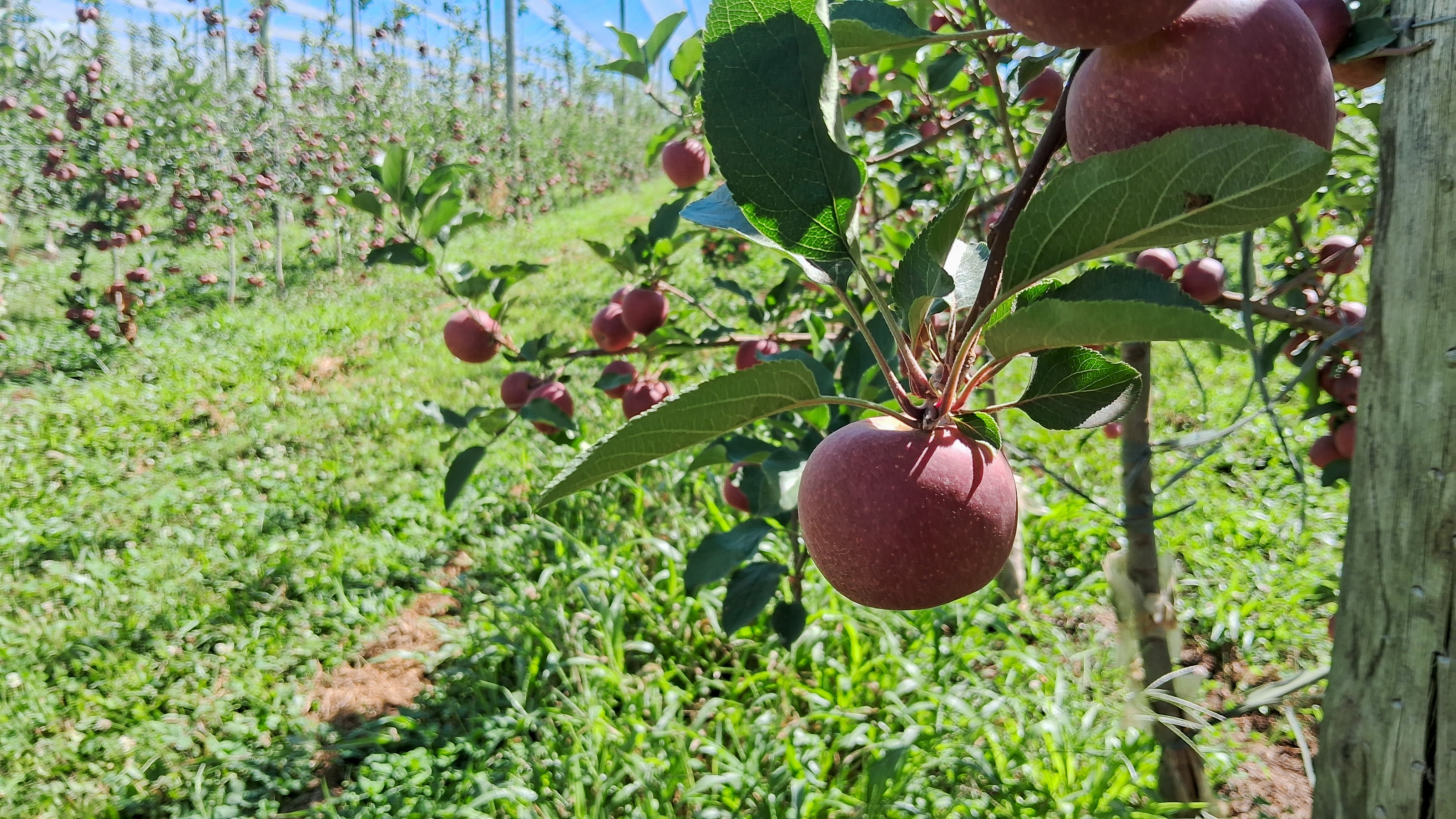Exportação brasileira de maçã acumula alta de 225% no primeiro semestre