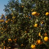 No mercado de mesa, a demanda aquecida vem sustentando os preços da laranja - Citrosuco/Divulgação