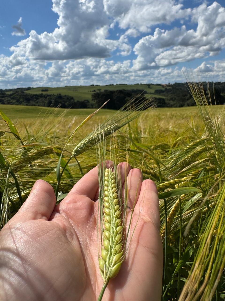 Após 12 anos de testes, Ambev lança nova cevada 'nascida' no Brasil
