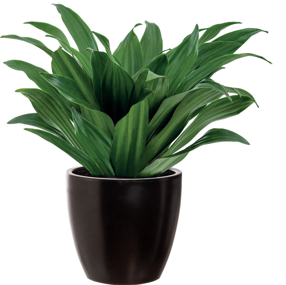 Dracena — Foto: Divulgação/CVH