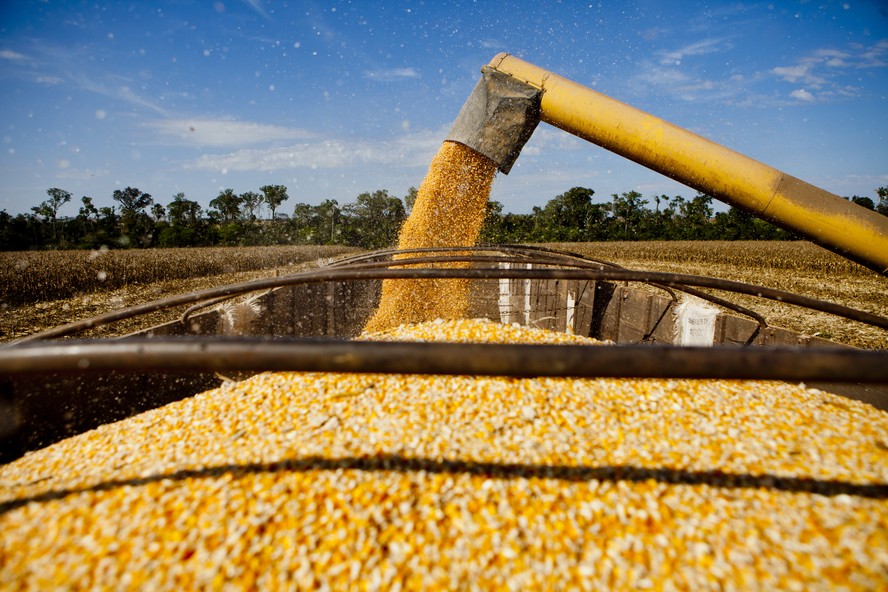Compradores têm realizado suas aquisições de milho de forma pontual, visto que parte deles ainda conta com o produto estocado