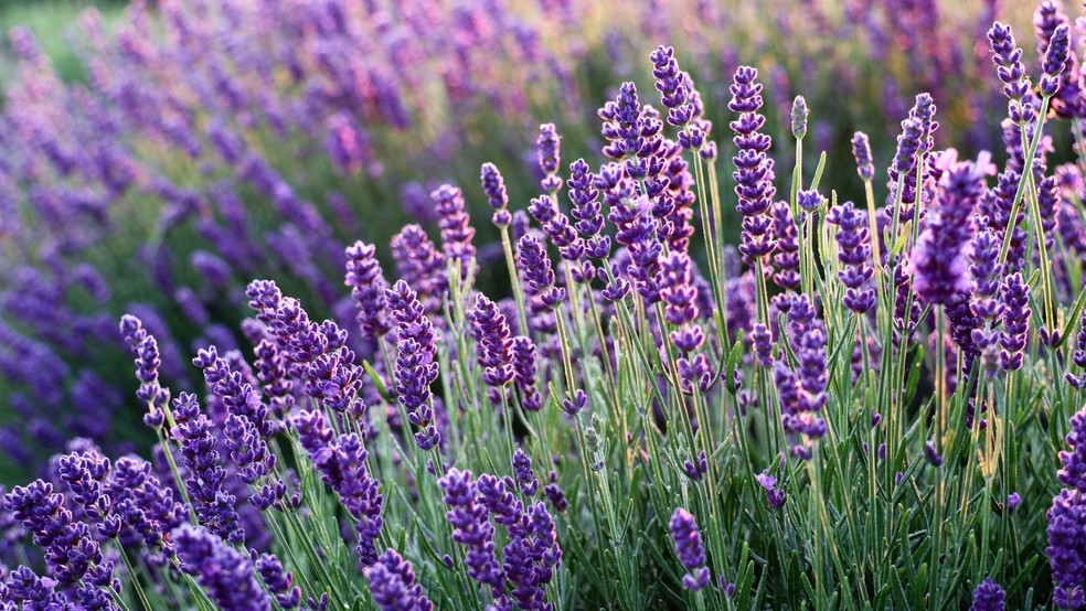 Lavanda — Foto: Canva/ Creative Commoms