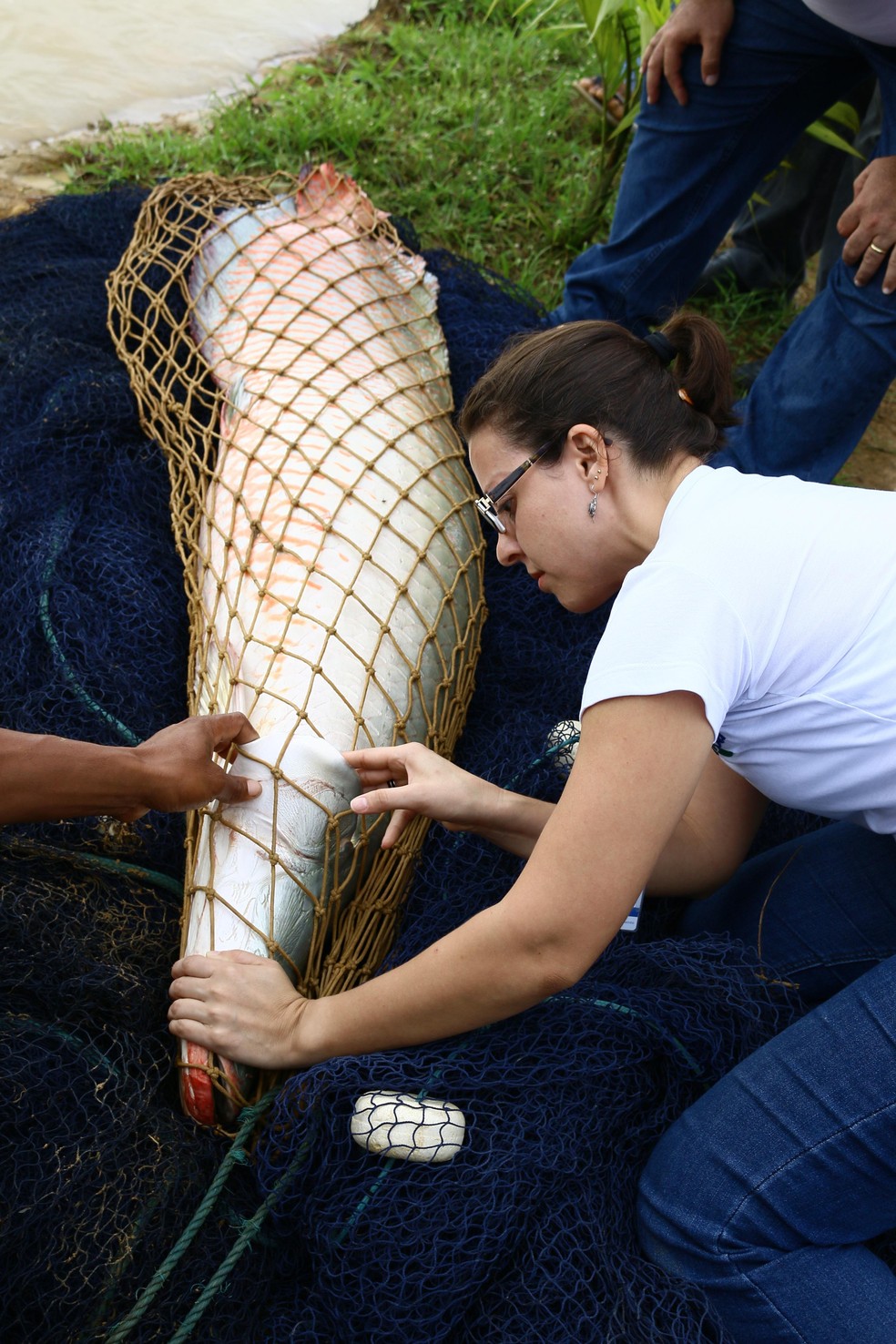 A pesquisadora Patrícia Oliveira Maciel Honda coordenou a pesquisa com pirarucus — Foto: Siglia Souza/Embrapa