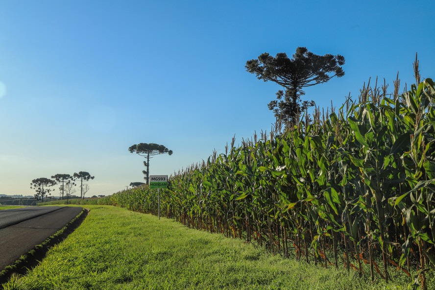 O Paraná é o segundo maior produtor do cereal no Brasil