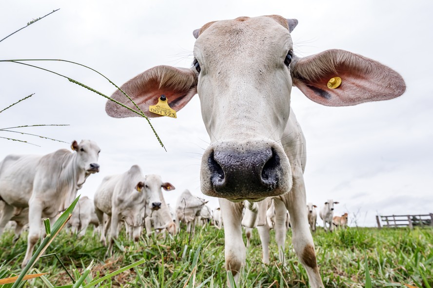 Nesta terça-feira, ofertas de compra de animais foram para apenas atender à demanda