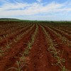 Lavoura de cana com variedades do CTC - Divulgação/CTC