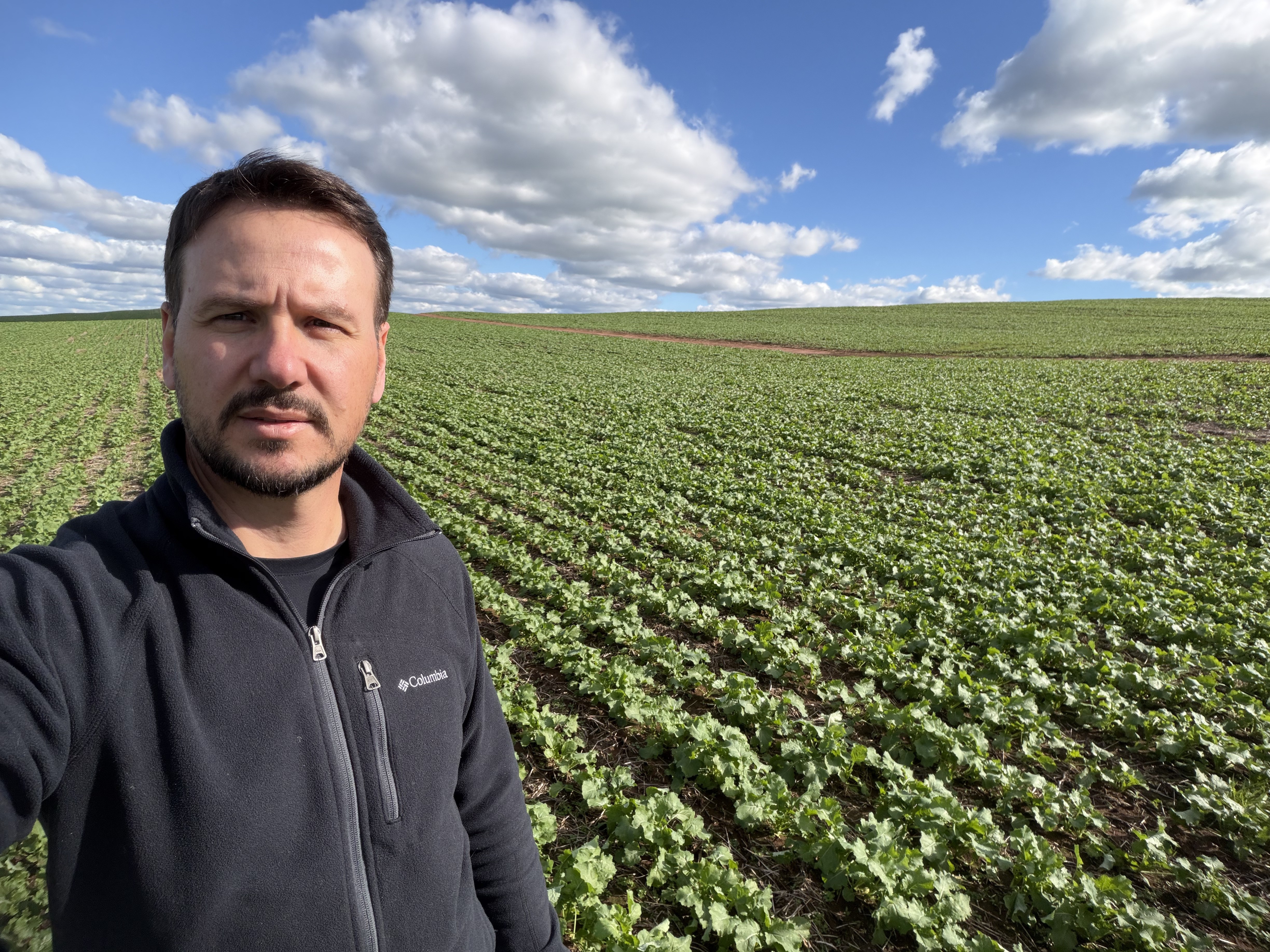 Canola ganha espaço no Rio Grande do Sul como alternativa ao trigo