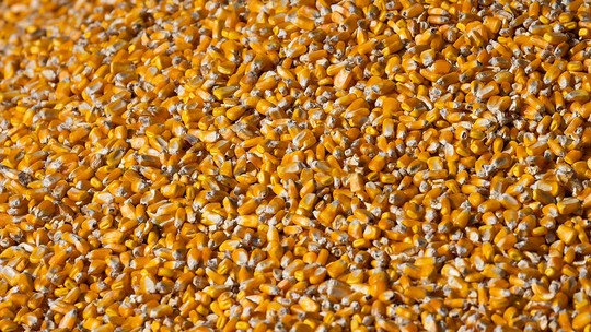 Cotações do milho voltam a subir com produtor retraído e mercado externo aquecido