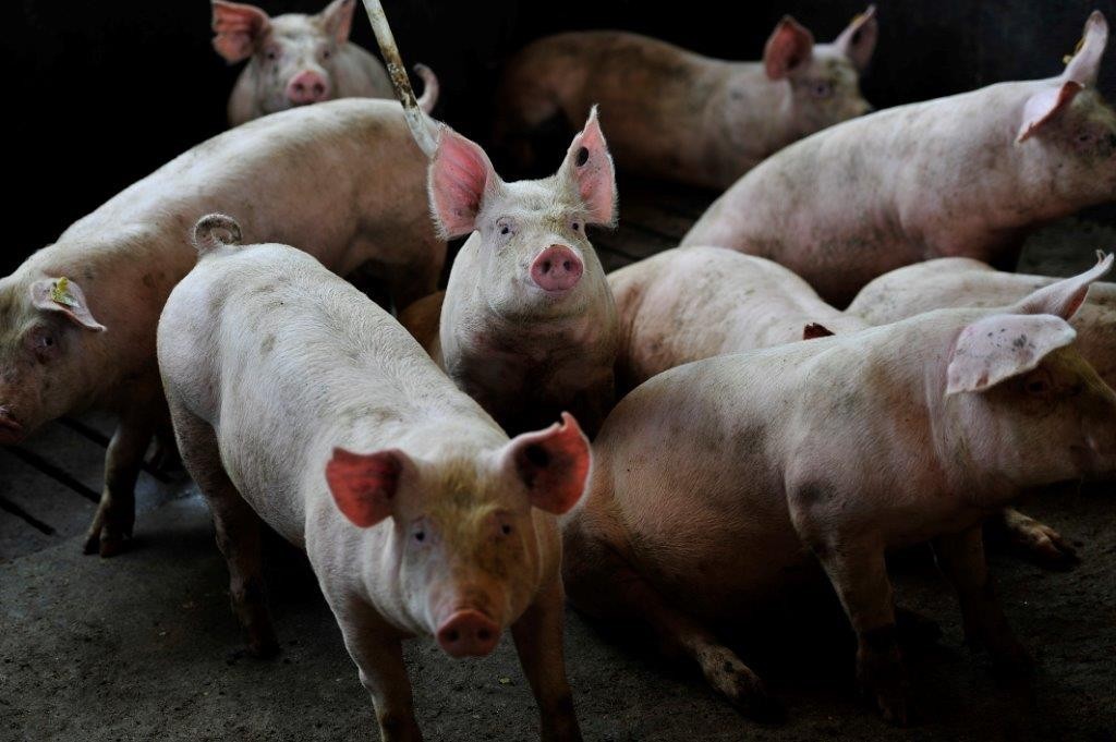 Com perfil de consumo repaginado no país, Aurora amplia unidade de suínos