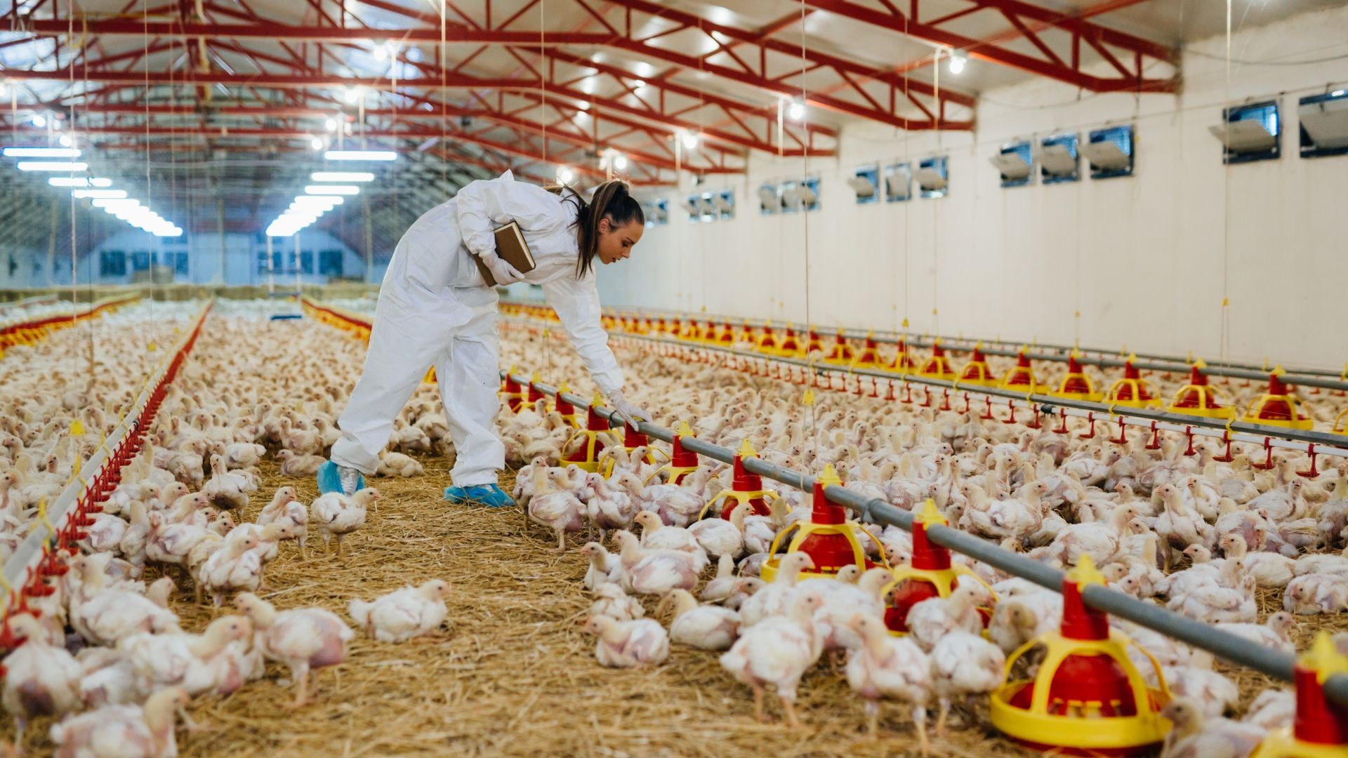 Ministério prorroga estado de emergência para gripe aviária