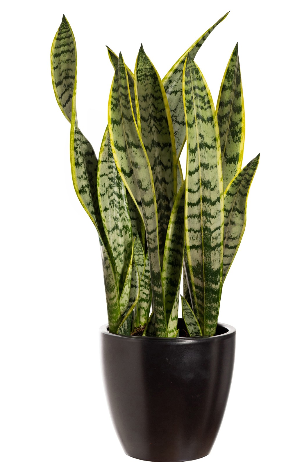 Sansevieria — Foto: Divulgação/CVH