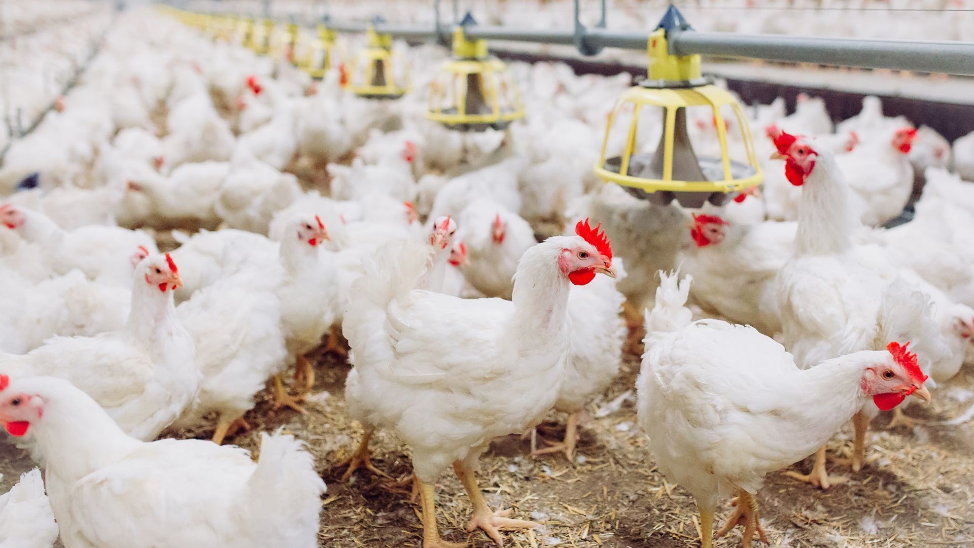 União Europeia retoma pré-listing para exportação de carne de aves do Brasil
