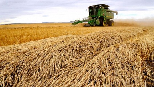 USDA aumenta previsões de safra global de milho e trigo no ciclo 2023/24