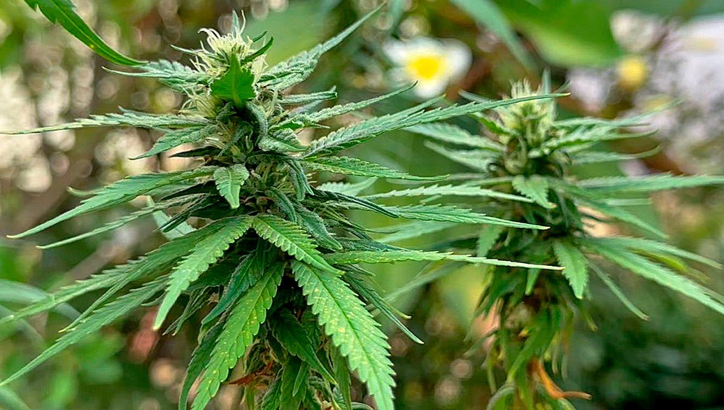 Pesquisadores apontam 481 obstáculos à pesquisa sobre cannabis no Brasil