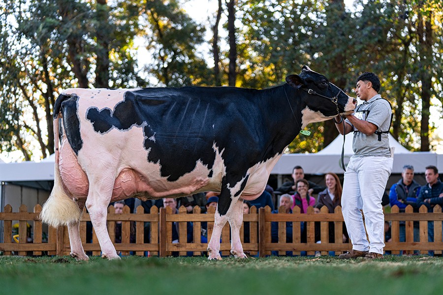 52ª Expoleite coloca em evidência genética da raça Holandesa