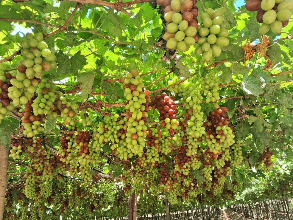 A plantação de uvas é na empresa GrandValle, em Casa Nova (BA) — Foto: Alda do Amaral Rocha