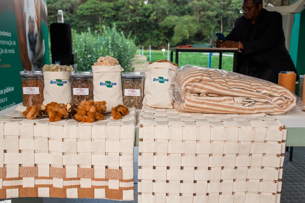 Algodão naturalmente colorido da Embrapa é um dos destaques em exposição na Agro Zone — Foto: Guilherme Lemos