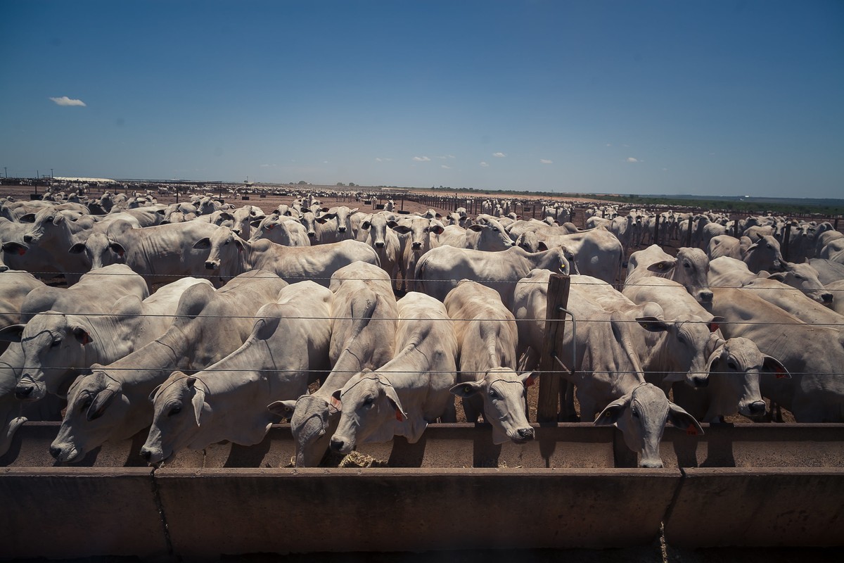 Crise de oferta de gado nos EUA deve persistir até 2027