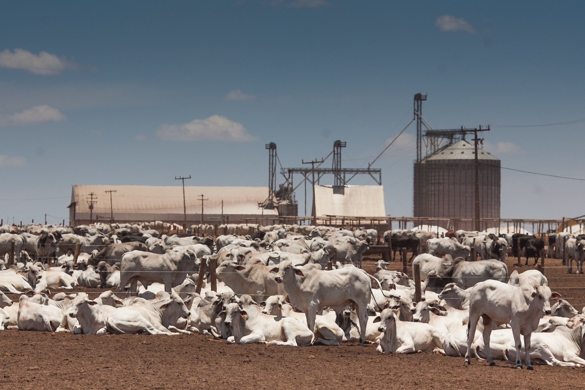 Preço do boi gordo encerra a semana com estabilidade