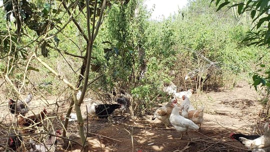 Granja na Bahia investe em ovos produzidos por galinhas livres