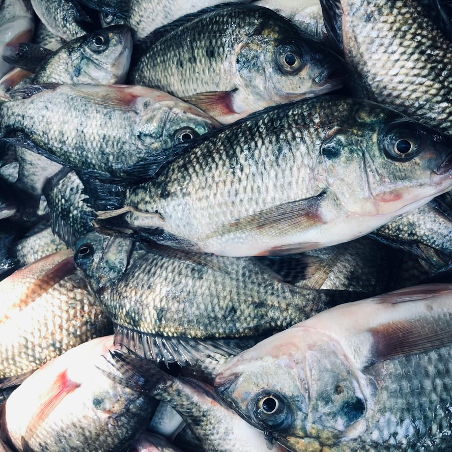 Pesquisadores também pretendem reduzir o tempo de cultivo em 20% e melhorar a conversão alimentar em 15%