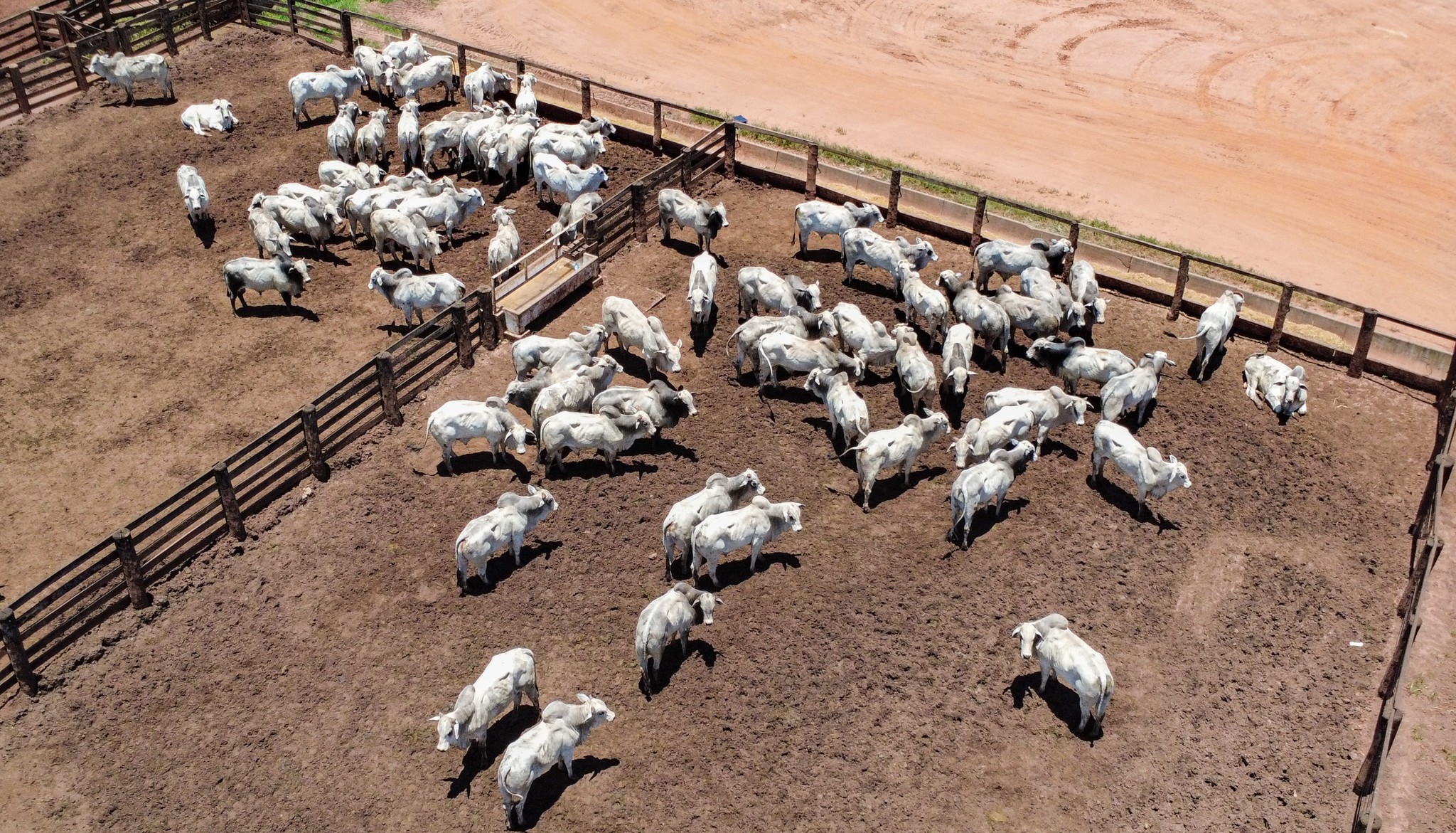 Preço do boi gordo segue estável na maior parte do país
