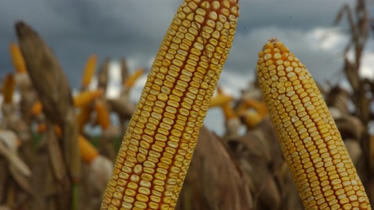 LongPing distribui R$ 10 milhões em prêmios para produtividade de milho