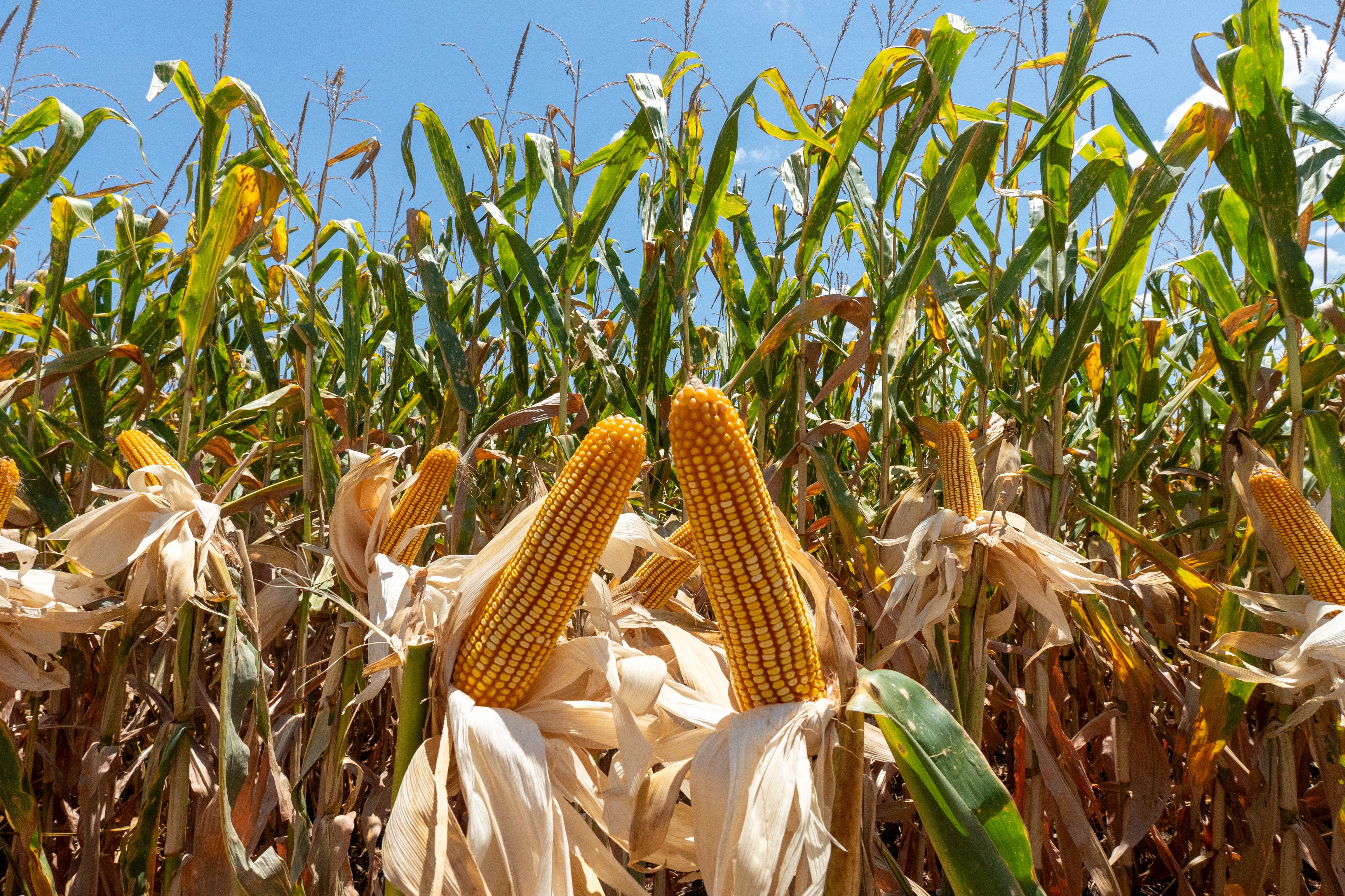 Safra robusta de milho na América do Sul pressionará preços em Chicago