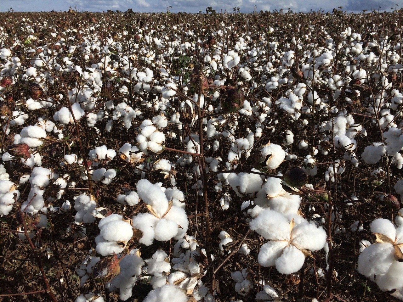 Brasil deve colher 3,86 milhões de toneladas de algodão em 2025/26, diz consultoria