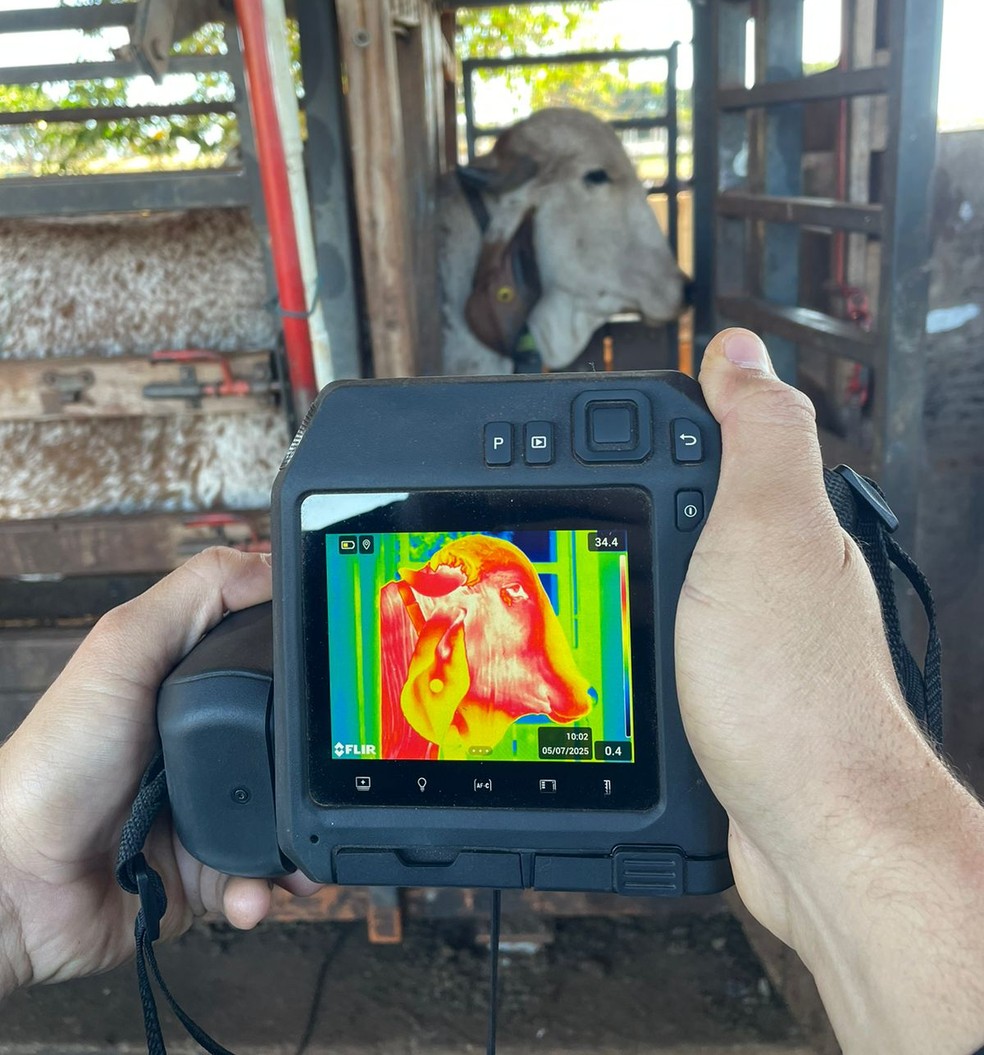 Câmera termográfica auxilia no monitoramento da saúde do gado leiteiro — Foto: Epamig/Divulgação