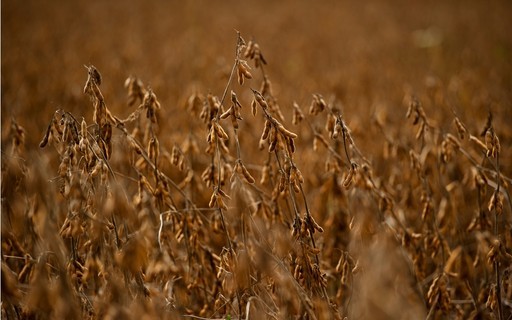 Alta do petróleo dá impulso aos preços da soja e milho em Chicago