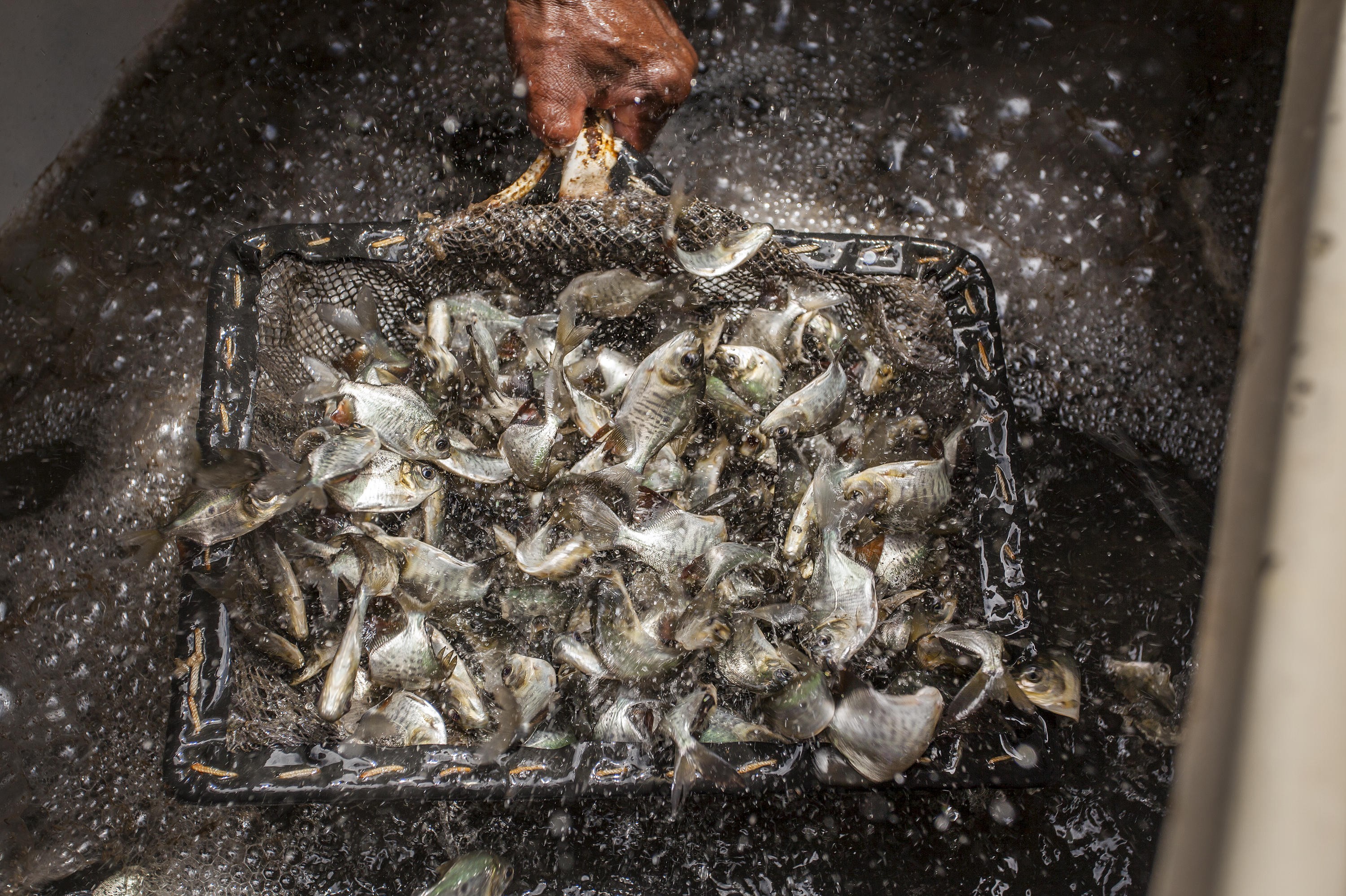 Pesquisa pode ajudar a controlar doenças transmitidas entre peixes
