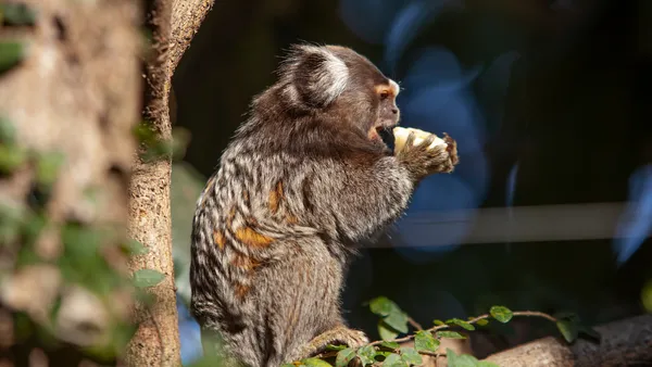 Macaco Sagui, Pão de Açúcar, Rio de Janeiro - Brazil