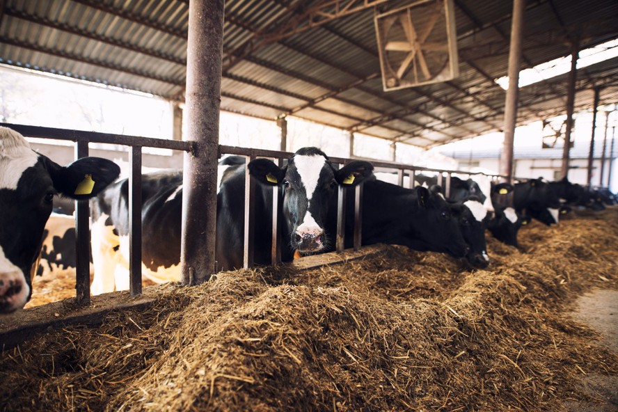 Exposição a temperaturas extremas pode afetar bem-estar e levar vacas à morte