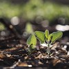 As máquinas já semearam 60,05% da área prevista com soja para a safra 2025/26 em MT - Jonathan Campos/AEN