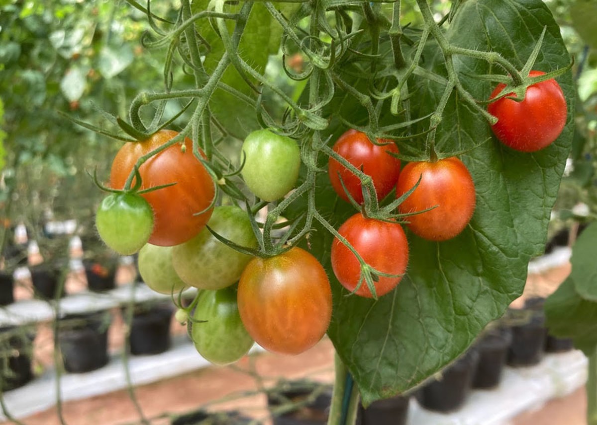 Fungo brasileiro pode substituir agrotóxicos em 200 culturas