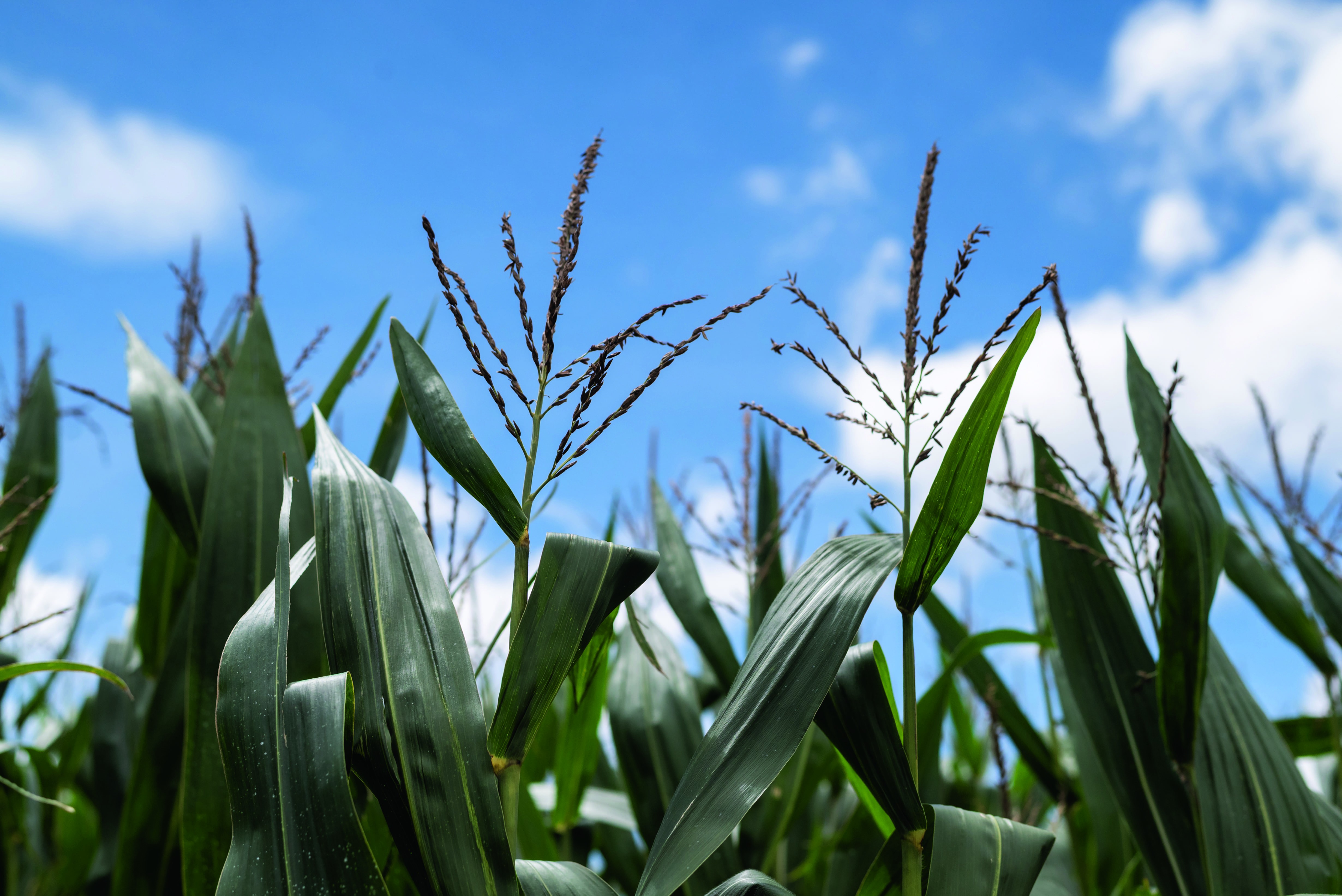 Safrinha de milho se desenvolve bem, mas clima preocupa, diz AgRural