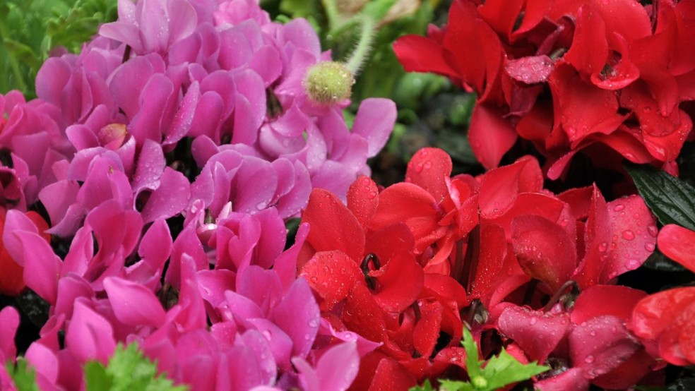 Cyclamen — Foto: Canva/Creative Commons