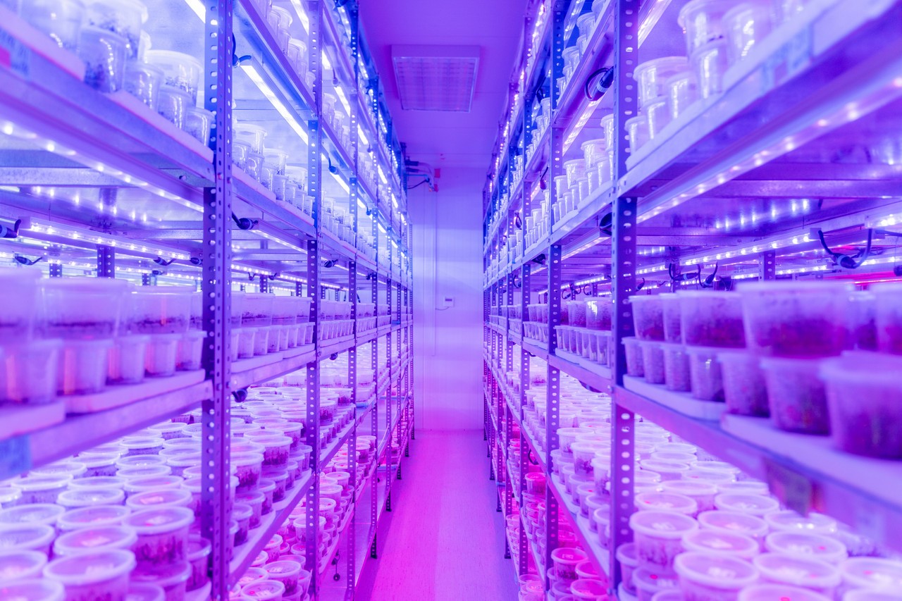 Vitácea Brasil se une à multinacional chilena para produzir mudas clonadas de frutas