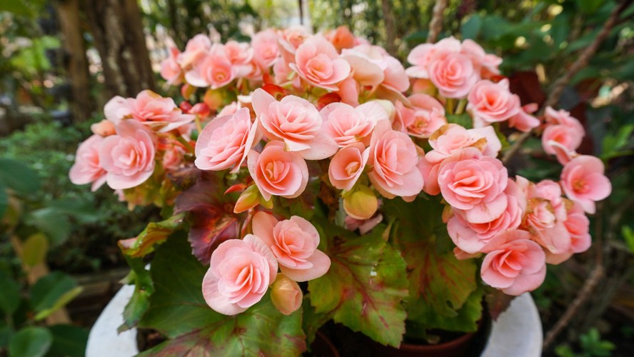 revistapazes.com - Sem sol em casa? Essas 9 plantas crescem na sombra e quase n&atilde;o d&atilde;o trabalho