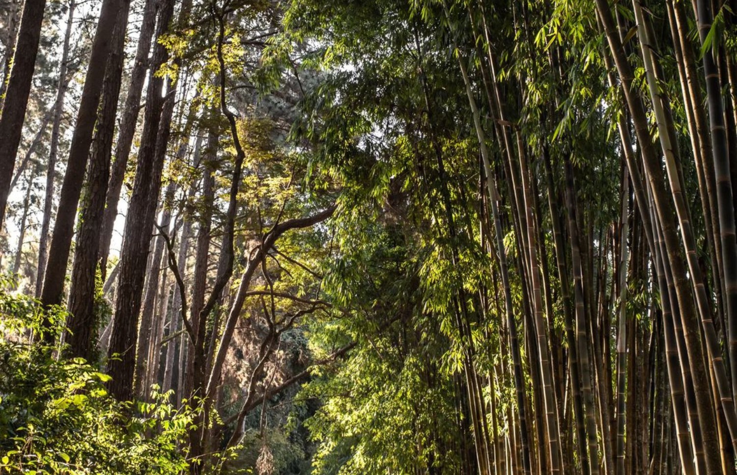 A propriedade possui plantações de eucalipto — Foto: Instagram/ Reprodução